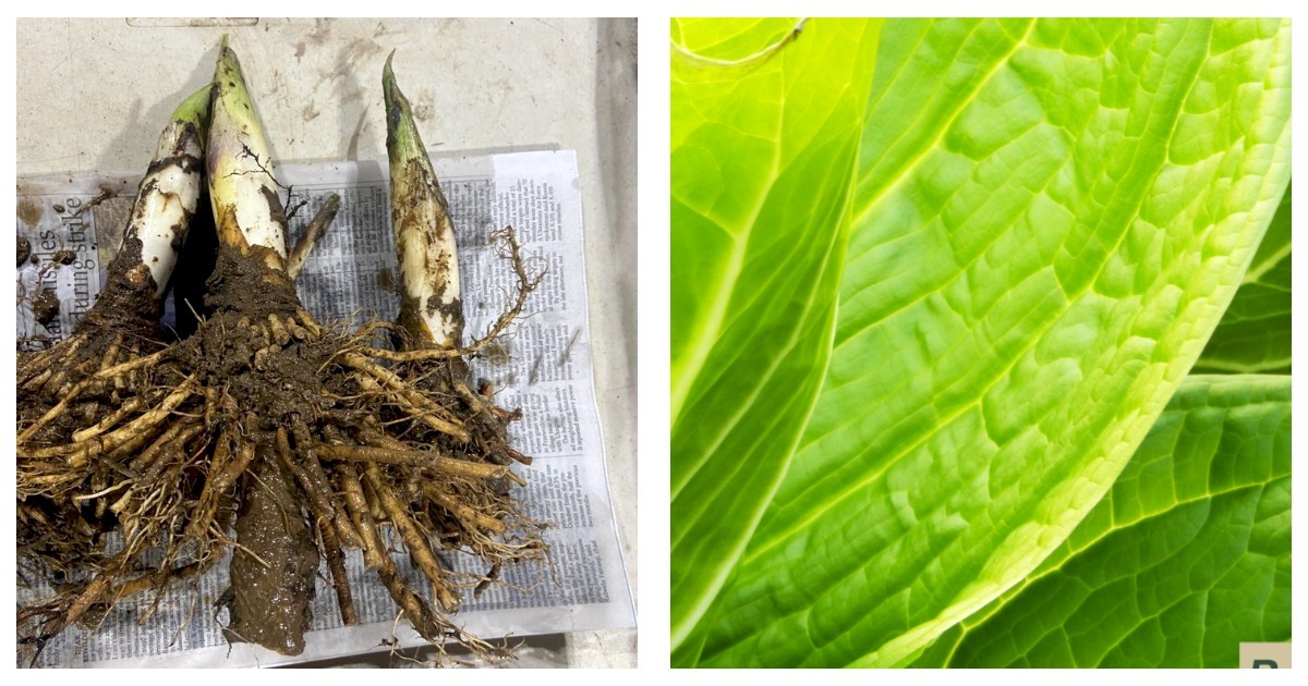 Primary image for Bareroot Symplocarpus foetidus | Skunk Cabbage | Live Plant | Fresh to order