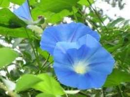 Morning Glory Vine Seeds, 20 Seeds, Ipomoea Tricolor Heavenly Blue, Vine, Annual - $9.95