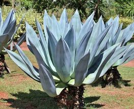 Agave americana Sentry or Century Plant Maguey American Aloe 10_Seeds_Te... - £9.47 GBP