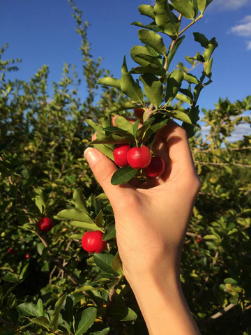 Live Plant Acerola (Malpighia emarginata) 12”-18” - £53.54 GBP