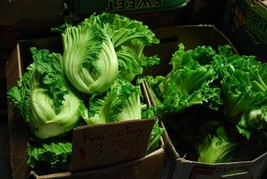 500 Seeds Of Oriental Mustard (Chinese Mustard Gai Choy) Brassica Juncea From US - £6.91 GBP