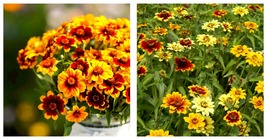 1000 Seeds Zinnia Mexican Persian Carpet Mix Dwarf Flower Pollinators Seeds - £15.22 GBP