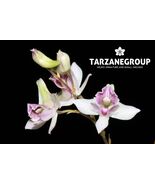 DENDROBIUM ELLIOTIANUM MINIATURE ORCHID MOUNTED - $37.00