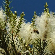 Fresh New Australian Tea Tree Seeds Melaleuca Alternifolia 50 Seeds USA Seller - £22.49 GBP