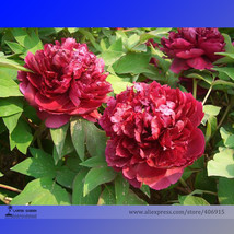 Tree Headed Dark Red Peony Shrub Flower Seeds Pack 5 Seeds Light Fragrant Flower - £5.30 GBP