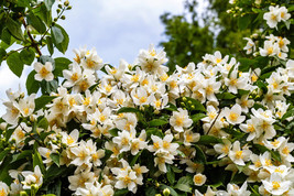 40 Western Mock Orange Philadelphus Lewisii Native White Flower Shrub Se... - $11.60