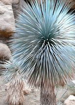 50 Seeds Beaked Yucca Yuca Rostrata Big Bend Agave Garden Aloe Tree-Like Seed - £15.85 GBP