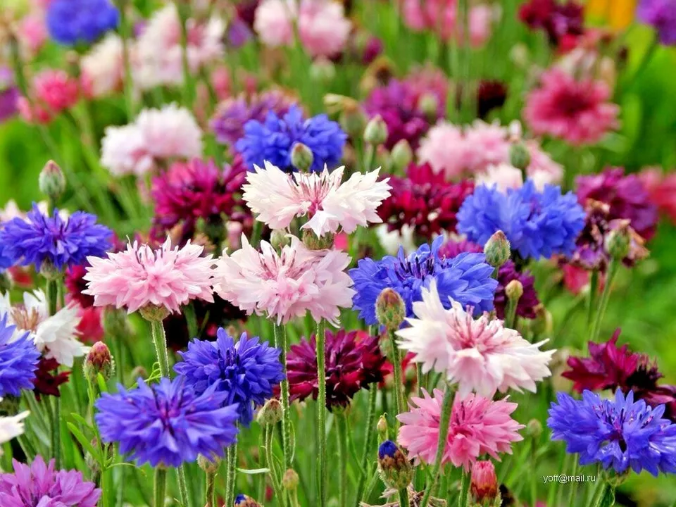 500 MIXED CORNFLOWER BACHELOR BUTTON Flower Seeds Cut Dried - $5.05 CAD