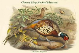 Phasianus Torquatus - Chinese Ring-Necked Pheasant by John Gould - Art Print - £17.29 GBP+