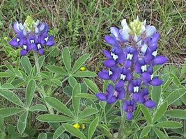 60 Bluebonnet, Texas, Tx State Flower, Blue Flower Seeds - $18.85