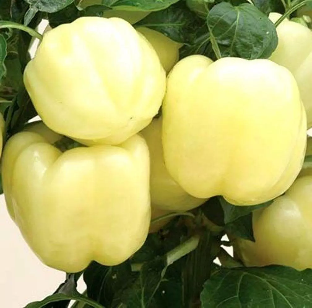 KingStore 30 Seeds Heirloom White Bell Pepper - £7.16 GBP