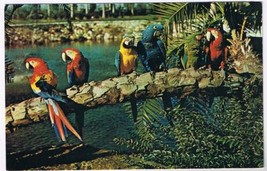 Florida Postcard Tampa Colorful Macaws Parrots Busch Gardens - £2.32 GBP