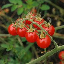 30 SEEDS TOMATO SWEETIE QUICK GROW HEIRLOOM SEEDS STUNNING RESULTS - $8.35