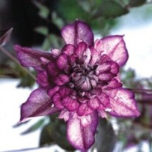 Grow In US 25 Double Dark Purple Clematis Seeds Bloom Climbing Perennial Flowers - £8.82 GBP