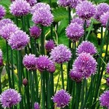 Common Chives - Organic Heirloom Seeds - One Of The Prolific &quot;Fines Herb... - $8.98