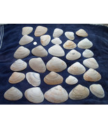 North East Clam Sea Shell Lot 30pcs   Sand Box Cooking Crafts Classroom - $34.00