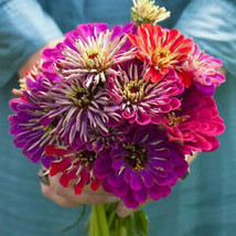 From Usa Zinnia Meteor Shower Mixed Colors 5&quot;&quot; Flowers Hard To Find Usa Non-GMO - £3.58 GBP