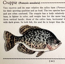 Crappie 1939 Fresh Water Fish Art Gordon Ertz Color Plate Print PCBG20 - £23.97 GBP