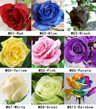 100 Rose Seeds Fresh Colorful China Rare Rose Seed Garden Flower - $3.89