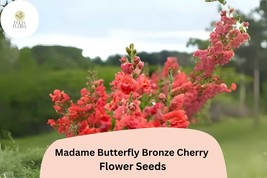 Antirrhinum majus Madame Butterfly Bronze Cherry Snapdragon Seeds – 1000... - $21.74 CAD