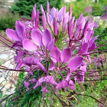 100 Cleome Pink Queen Flower Seeds Spider Flower Cleome Hassleriana - £11.71 GBP