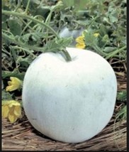 Grow In US 10 Heirloom Winter Melon Round Gourd seed Asian Unique Specialty Tast - £8.57 GBP