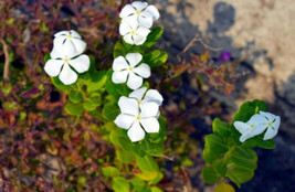 TeL 100+ Dwarf White Periwinkle Seeds (Vinca Little Blanche) Flowers GROUND COVE - £3.99 GBP