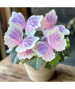 Moonlight Butterfly Begonia Pink  - £20.09 GBP