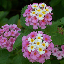 20 Seeds Lantana Camara Bonsai Flowers T7 - $6.19