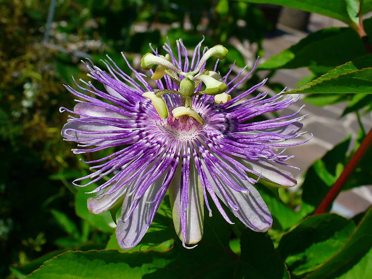 10 Passiflora incarnata Maypop Purple Passion Seeds  - €6,53 EUR