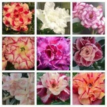 Adenium Mixed 9 Types Double Petals Colorful Desert Rose, 10 Seeds - £16.18 GBP
