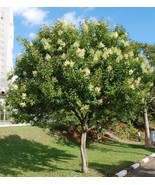 FREE SHIPPING 10 Pre-Stratified seeds Glossy Privet {ligustrum lucidum} - $12.99