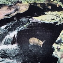 Watkins Glen State Park Trapped Deer Rescue Postcard Vintage New York - £7.92 GBP