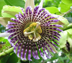 Passiflora ligularis Sweet Granadilla - $1.70