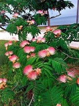 10 SEEDS ALBIZIA JULIBRISSIN MIMOSA TREE HEIRLOOM SEEDS SPEEDY GROWTH LU... - $10.79