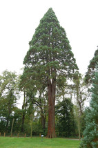 Coastal Redwood - Sequoia sempervirens - 5+ seeds - W 148 - £1.58 GBP