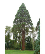 Coastal Redwood - Sequoia sempervirens - 5+ seeds - W 148 - £1.55 GBP