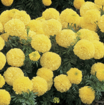 25 Pc Seeds African Marigold Inca Primrose Plant, Marigold Seeds for Planting RK - £16.78 GBP