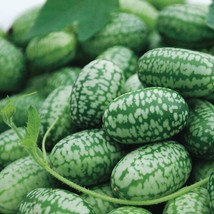 Fresh Garden Mexican Sour Gherkin Cucumber Seeds - Cucamelon - Mouse Melon  - £8.12 GBP