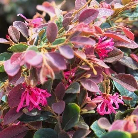 Loropetalum Daruma Compact Ruby Live Plants Chinese Fringe Flower - £32.05 GBP