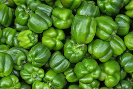 101+California Wonder Sweet Bell Pepper Seeds Organic Vegetable Container Fresh - £6.56 GBP