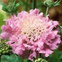 New Fresh Seeds 25 Pink Diamonds Scabiosa Pincushion Flower Seeds Perennial - £21.47 GBP