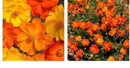 300 Seeds. Cosmos BRIGHT LIGHTS Mix Orange/yellow blooms Pollinator Bees Seeds  - £21.52 GBP