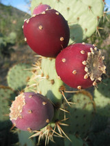 Opuntia Ficus Indica Nopal Edible Cactus Nopalea Juice Nopalina Seed 20 ... - $17.98