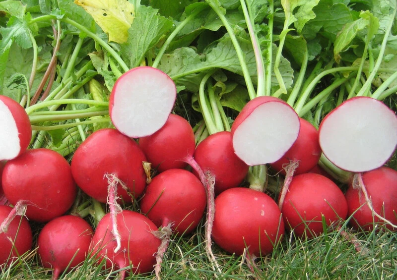 Stunning 200  Radish Seeds Cherry Belle Radish(Raphanus Sativus) Non-GMO... - $3.09