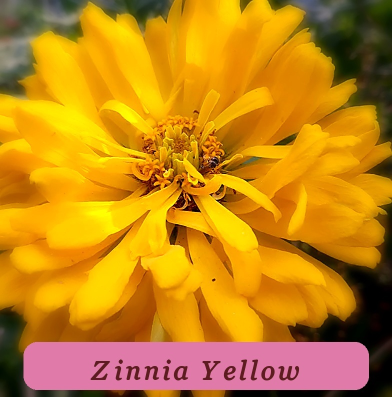 Zinnia Elegans Yellow Cactus Healthy Growth Giant Huge Blooms Cut Flowers - $5.61