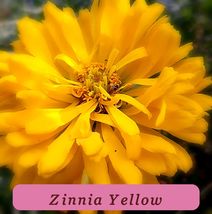 7564 zinnia yellow pop thumb200