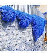 Rainbow Creeping Thyme Plants Blue Rock Cress Plants Ground Cover Flower... - $9.83