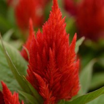 USA Seller Celosia Seeds First Flame Scarlet 50 Pelleted Seeds - £14.87 GBP