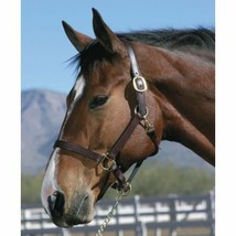Premium Leather Horse Halter Head Collar Dark Brown, Black ,Medium Brown... - $29.80+